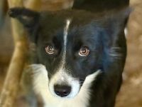 Jotz, klein und pfiffig, sucht ein freies Körbchen mit sympathischen Menschen