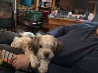 Süßer Bolonka zwetna Rüde (5 1/2 Monate) zum Liebhaben mit Platz im Herzen und auf der Couch