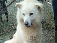 Mischlingsrüde Toby