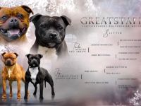 Staffordshire Bullterrier Welpe (Rüde)