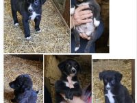 Labrador Welpen suchen ❤️Traum Zuhause ❤️