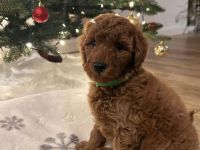 Letzter Zwergpudel-Junge - bildhübsch, gesund & ab 20.12. bereit