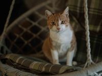 Freundlicher Mikusch wartet auf ein liebevolles Zuhause