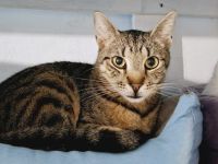 Freddy: Auf leisen Pfoten ins neue Leben - braucht Zeit und Liebe