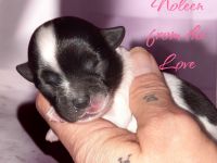 Unsere Welpen sind da