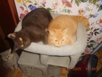 BKH Kastraten mit STB