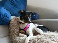 Wirbelwind Smilla sucht ihre Menschen