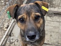 Ben, hier wartet ein Traumhund auf lange Spaziergänge, 2 Jahre, 49 cm