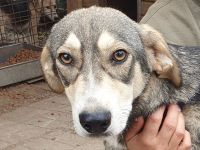 Faro, hübscher, junger, sportlicher, unkomplizierter Rüde möchte endlich durchstarten, 1,5 J, 57 cm