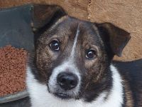 Luca, sportlicher, lebhafter junger Rüde, der voller Lebensfreude steckt, 1 Jahr, 42 cm