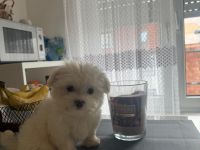 Malteser Welpen