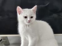 Britischer Mix mit Maine Coon Katze 5 Monate alt