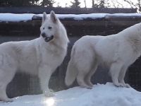 Zwei Weiße suchen ein neues Zuhause