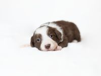 Border Collie Welpen