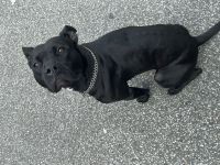Bella sucht liebevolles zu Hause