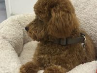 Liebenswerter Deckrüde , Toypudel , RED