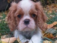 Cavalier-Welpen mit Stammbaum zu verkaufen!