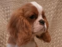 Cavalier-Welpen mit Stammbaum zu verkaufen!