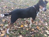 Nemo, lieb und verträglich