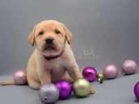 Labrador Welpen mit Ahnentafel