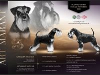 Zwergschnauzer Welpen schwarz-silber PSK/VDH