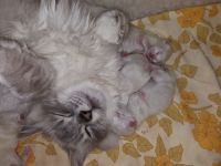 Bezaubernde Ragdoll Kitten suchen ein neues und gutes Zuhause auf Lebenszeit...