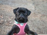 ~* Mops schwarzer Ruhrpott Diamant *~