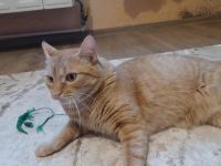 Alani, eine sanfte Seele sucht ein liebevolles Zuhause.