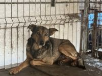 Unsichere Joya sucht sicheren Hafen