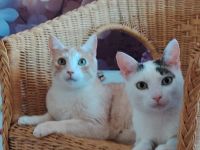 Terje und Asa suchen ein gemeinsames zu Hause