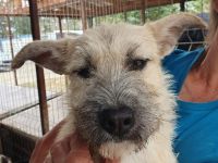 Netty, hübsche, liebe, verspielte Junghündin sucht ein liebevolles Zuhause, 1 Jahr, 45 cm