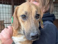 Piet, sensibler, kleiner, ruhiger Hund braucht ein geduldiges und ruhiges Umfeld, 3 J, 33 cm