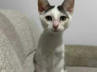 Lebensfroh, verschmust und bereit für Abenteuer Naru möchte bei Ihnen einziehen!