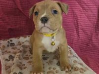American Bully Pocket Welpen