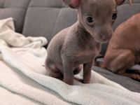 Russkiy Toy Rüde / Welps sucht ab 01.12.2025 Neues zuhause Silber Grau