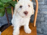 🥨 Bezaubernde Havaness 🥨