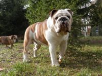 Englische Bulldogge Deckrüde