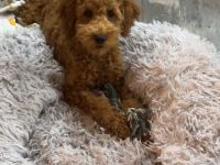 Pudel Rüden Toy-Zwerg