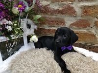 Wunderschöne  Labrador  Welpen  männlich und  weiblich