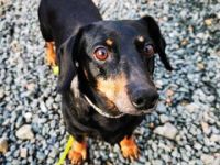 Senior Doktor, Dackel, geb. 2014, sucht Dackelfans