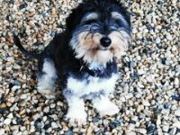 Bela, Havanesermix, geb. 5/ 2024, freundlicher Jungrüde