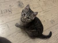 American Shorthair Kitten