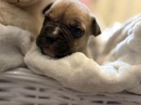 9 American Bully xl Welpen  suchen ihr Liebevolles  für immer zuhause