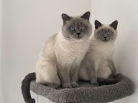 Zwei liebevolle BKH Kater suchen ein neues Zuhause