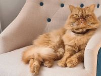 Jacko sucht Ruhe und Geborgenheit