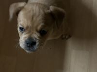 Französische/Old englische Bulldogge