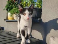 Solan sucht ein Für-Immer-Zuhause zum Kuscheln und Spielen