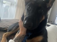 Schäferhund mix 6 Monate