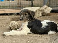 Raika, neugieriges Welpenmädchen, sucht liebevolles Zuhause