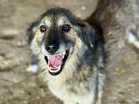 Mortimer, 6 Jahre, sucht ein Körbchen als EInzelprinz